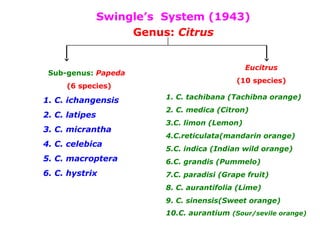 Swingle’s System (1943)
Genus: Citrus
Sub-genus: Papeda
(6 species)
Eucitrus
(10 species)
1. C. ichangensis
2. C. latipes
3. C. micrantha
4. C. celebica
5. C. macroptera
6. C. hystrix
1. C. tachibana (Tachibna orange)
2. C. medica (Citron)
3.C. limon (Lemon)
4.C.reticulata(mandarin orange)
5.C. indica (Indian wild orange)
6.C. grandis (Pummelo)
7.C. paradisi (Grape fruit)
8. C. aurantifolia (Lime)
9. C. sinensis(Sweet orange)
10.C. aurantium (Sour/sevile orange)
 