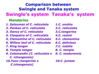 Comparison between
Swingle and Tanaka system
Swingle’s system Tanaka’s system
Mandarins
1. Satsumas of C. reticulata 1.C. unshiu
2. Ponkan of C. reticulata 2.C. reticulata
3. Dancy of C. reticulata 3.C.tangerina
4. Cleopatra of C. reticulata 4.C. reshni
5. Clementine of C. reticulata 5.C. clementina
6. Willow leaf of C. reticulata 6.C. deliciosa
7. King tangor 7.C. nobilis
8. Temple tangor 8. C. temple
9. Calamandin (C. reticulata x 9. C. madurensis
C. ichangensis)
10.Yuzu (tangerina x 10.C. junose
C.ichangensis)
 