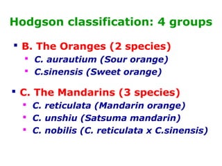 Hodgson classification: 4 groups
 B. The Oranges (2 species)
 C. aurautium (Sour orange)
 C.sinensis (Sweet orange)
 C. The Mandarins (3 species)
 C. reticulata (Mandarin orange)
 C. unshiu (Satsuma mandarin)
 C. nobilis (C. reticulata x C.sinensis)
 