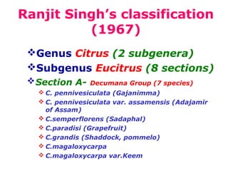 Ranjit Singh’s classification
(1967)
Genus Citrus (2 subgenera)
Subgenus Eucitrus (8 sections)
Section A- Decumana Group (7 species)
 C. pennivesiculata (Gajanimma)
 C. pennivesiculata var. assamensis (Adajamir
of Assam)
 C.semperflorens (Sadaphal)
 C.paradisi (Grapefruit)
 C.grandis (Shaddock, pommelo)
 C.magaloxycarpa
 C.magaloxycarpa var.Keem
 