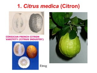 1. Citrus medica (Citron)
CORSICAN FRENCH CITRON
VARITETY (CITRUS INDUSTRY)
Etrog
 