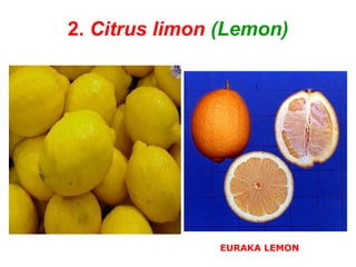 2. Citrus limon (Lemon)
EURAKA LEMON
 