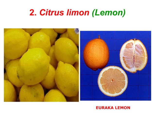 citrus classification | PPT