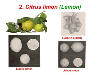 2. Citrus limon (Lemon)
EUREKA LEMON
Eureka lemon
Lisbon lemon
 