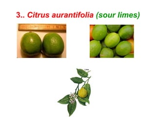 3.. Citrus aurantifolia (sour limes)
 