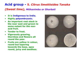 Acid group - 5. Citrus limettioides Tanaka
(Sweet lime), Mithanimbu or Sharbati
• It is Indigenous to India.
• Highly polyembryonic.
• An important root stock in
the near east and grown to
some extant for the non-
acid fruit.
• Tender to frost.
• Vigorously growing,
thornless and flowers all
round the year.
• Fruits are yellow in colour,
round but tapering
towards the base, apex
round, juicy and seedless.
 