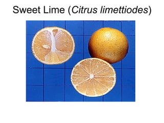 Sweet Lime (Citrus limettiodes)
 