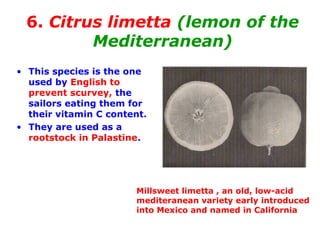 6. Citrus limetta (lemon of the
Mediterranean)
• This species is the one
used by English to
prevent scurvey, the
sailors eating them for
their vitamin C content.
• They are used as a
rootstock in Palastine.
Millsweet limetta , an old, low-acid
mediteranean variety early introduced
into Mexico and named in California
 