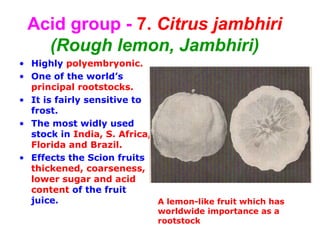 Acid group - 7. Citrus jambhiri
(Rough lemon, Jambhiri)
• Highly polyembryonic.
• One of the world’s
principal rootstocks.
• It is fairly sensitive to
frost.
• The most widly used
stock in India, S. Africa,
Florida and Brazil.
• Effects the Scion fruits
thickened, coarseness,
lower sugar and acid
content of the fruit
juice. A lemon-like fruit which has
worldwide importance as a
rootstock
 