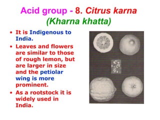 Acid group - 8. Citrus karna
(Kharna khatta)
• It is Indigenous to
India.
• Leaves and flowers
are similar to those
of rough lemon, but
are larger in size
and the petiolar
wing is more
prominent.
• As a rootstock it is
widely used in
India.
 