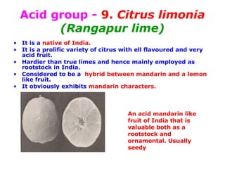 Acid group - 9. Citrus limonia
(Rangapur lime)
• It is a native of India.
• It is a prolific variety of citrus with ell flavoured and very
acid fruit.
• Hardier than true limes and hence mainly employed as
rootstock in India.
• Considered to be a hybrid between mandarin and a lemon
like fruit.
• It obviously exhibits mandarin characters.
An acid mandarin like
fruit of India that is
valuable both as a
rootstock and
ornamental. Usually
seedy
 