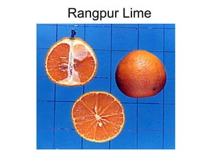 Rangpur Lime
 