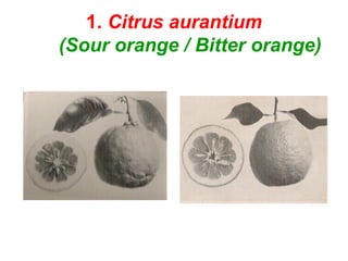 1. Citrus aurantium
(Sour orange / Bitter orange)
 