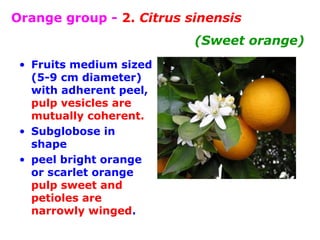 Orange group - 2. Citrus sinensis
(Sweet orange)
• Fruits medium sized
(5-9 cm diameter)
with adherent peel,
pulp vesicles are
mutually coherent.
• Subglobose in
shape
• peel bright orange
or scarlet orange
pulp sweet and
petioles are
narrowly winged.
 