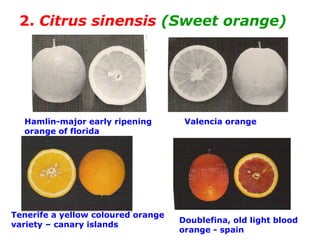 2. Citrus sinensis (Sweet orange)
Hamlin-major early ripening
orange of florida
Valencia orange
Tenerife a yellow coloured orange
variety – canary islands
Doublefina, old light blood
orange - spain
 