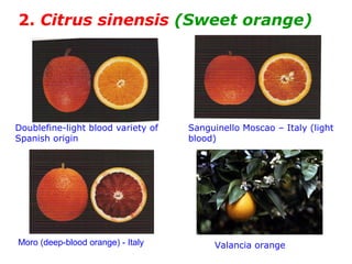 2. Citrus sinensis (Sweet orange)
Doublefine-light blood variety of
Spanish origin
Sanguinello Moscao – Italy (light
blood)
Moro (deep-blood orange) - Italy Valancia orange
 