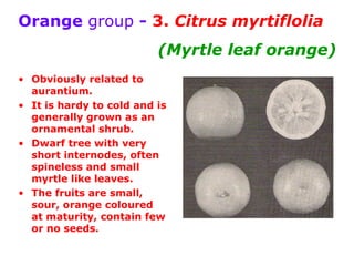 Orange group - 3. Citrus myrtiflolia
(Myrtle leaf orange)
• Obviously related to
aurantium.
• It is hardy to cold and is
generally grown as an
ornamental shrub.
• Dwarf tree with very
short internodes, often
spineless and small
myrtle like leaves.
• The fruits are small,
sour, orange coloured
at maturity, contain few
or no seeds.
 