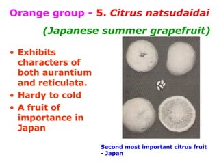 Orange group - 5. Citrus natsudaidai
(Japanese summer grapefruit)
• Exhibits
characters of
both aurantium
and reticulata.
• Hardy to cold
• A fruit of
importance in
Japan
Second most important citrus fruit
- Japan
 