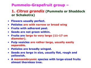 Pummelo-Grapefruit group –
1. Citrus grandis (Pummelo or Shaddock
or Schakotra)
• Flowers usually perfect.
• Petioles are with narrow or broad wing
• Fruits with adherent peel.
• Seeds are not green within.
• Fruits are large to very large (11-17 cm
diameter).
• Pulp vesicles are rather large, usually easily
separable.
• Petioles are broadly winged.
• Seeds are large in size, usually flat, rough and
yellowish.
• A monoembryonic species with large-sized fruits
almost thornless tree.
 