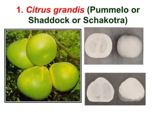 1. Citrus grandis (Pummelo or
Shaddock or Schakotra)
 