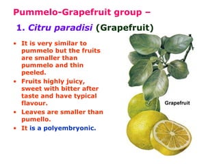 Pummelo-Grapefruit group –
1. Citru paradisi (Grapefruit)
• It is very similar to
pummelo but the fruits
are smaller than
pummelo and thin
peeled.
• Fruits highly juicy,
sweet with bitter after
taste and have typical
flavour.
• Leaves are smaller than
pumello.
• It is a polyembryonic.
 