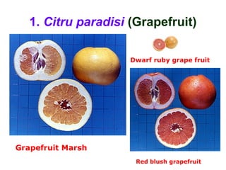 1. Citru paradisi (Grapefruit)
Dwarf ruby grape fruit
Grapefruit Marsh
Red blush grapefruit
 