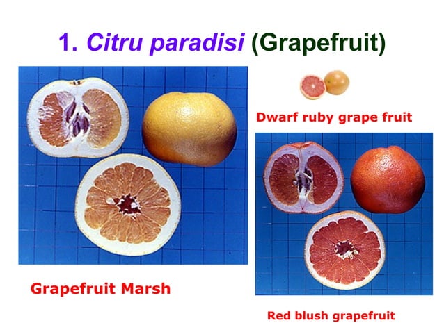 citrus classification | PPT