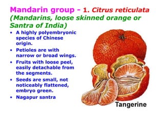 Mandarin group - 1. Citrus reticulata
(Mandarins, loose skinned orange or
Santra of India)
• A highly polyembryonic
species of Chinese
origin.
• Petioles are with
narrow or broad wings.
• Fruits with loose peel,
easily detachable from
the segments.
• Seeds are small, not
noticeably flattened,
embryo green.
• Nagapur santra
 