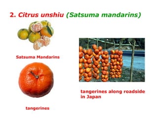 2. Citrus unshiu (Satsuma mandarins)
Satsuma Mandarins
tangerines
tangerines along roadside
in Japan
 