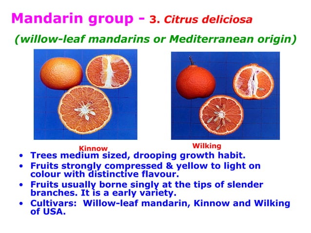 citrus classification | PPT