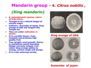 Mandarin group - 4. Citrus nobilis ,
(King mandarin)
• A polyembryonic species, native
of Indo-China.
• Thought to be a natural tangor of
ancient origin.
• Cultivars : Kunembo of Japan, King
orange of USA and tangors like
Temple etc.
• They are under cultivation in
Assam.
• It is a prolific bearer, frost
resistant and produces high
quality fruit.
• Tree upright, erect growth, thorny
or sometimes nearly thornless
foliage narrowly winged, fruit
colour deep orange-yellow to
orange, surface rough and bumpy,
• It is a late maturing variety.
King orange of USA
Kunembo of japan
 