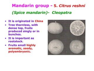 Mandarin group - 5. Citrus reshni
(Spice mandarin)- Cleopatra
• It is originated in China
• Tree thornless, with
dense top, fruits
produced singly or in
bunches.
• It is important as
rootstock.
• Fruits small highly
aromatic, seedy,
polyembryonic.
 