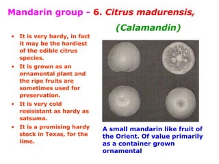 Mandarin group - 6. Citrus madurensis,
(Calamandin)
• It is very hardy, in fact
it may be the hardiest
of the edible citrus
species.
• It is grown as an
ornamental plant and
the ripe fruits are
sometimes used for
preservation.
• It is very cold
resisistant as hardy as
satsuma.
• It is a promising hardy
stock in Texas, for the
lime.
A small mandarin like fruit of
the Orient. Of value primarily
as a container grown
ornamental
 