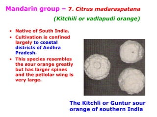 Mandarin group – 7. Citrus madaraspatana
(Kitchili or vadlapudi orange)
• Native of South India.
• Cultivation is confined
largely to coastal
districts of Andhra
Pradesh.
• This species resembles
the sour orange greatly
but has larger spines
and the petiolar wing is
very large.
The Kitchli or Guntur sour
orange of southern India
 