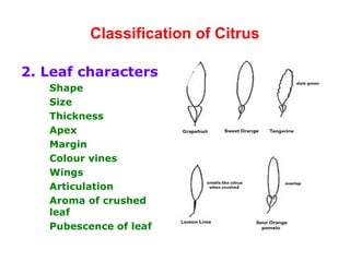 Classification of Citrus
2. Leaf characters
Shape
Size
Thickness
Apex
Margin
Colour vines
Wings
Articulation
Aroma of crushed
leaf
Pubescence of leaf
 