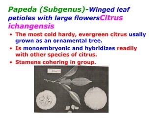 Papeda (Subgenus)-Winged leaf
petioles with large flowersCitrus
ichangensis
• The most cold hardy, evergreen citrus usally
grown as an ornamental tree.
• Is monoembryonic and hybridizes readily
with other species of citrus.
• Stamens cohering in group.
 