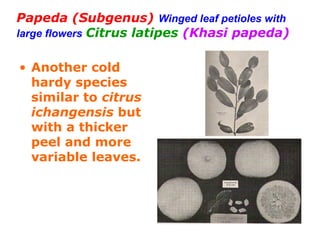 Papeda (Subgenus) Winged leaf petioles with
large flowers Citrus latipes (Khasi papeda)
• Another cold
hardy species
similar to citrus
ichangensis but
with a thicker
peel and more
variable leaves.
 