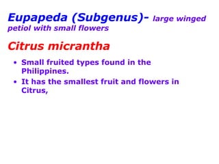Eupapeda (Subgenus)- large winged
petiol with small flowers
Citrus micrantha
• Small fruited types found in the
Philippines.
• It has the smallest fruit and flowers in
Citrus,
 