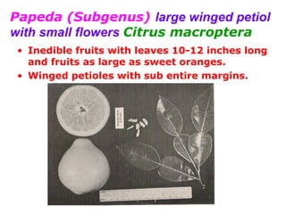 Papeda (Subgenus) large winged petiol
with small flowers Citrus macroptera
• Inedible fruits with leaves 10-12 inches long
and fruits as large as sweet oranges.
• Winged petioles with sub entire margins.
 