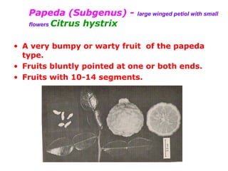 Papeda (Subgenus) - large winged petiol with small
flowers Citrus hystrix
• A very bumpy or warty fruit of the papeda
type.
• Fruits bluntly pointed at one or both ends.
• Fruits with 10-14 segments.
 