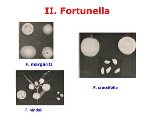II. Fortunella
F. margarita
F. crassifolia
F. hindsii
 