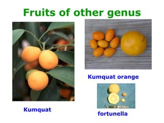 Fruits of other genus
fortunella
Kumquat orange
Kumquat
 