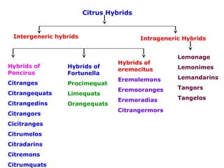 Citrus Hybrids
Intergeneric hybrids Intrageneric Hybrids
Lemonage
Lemonimes
Lemandarins
Tangors
Tangelos
Hybrids of
eremocitus
Eremolemons
Eremooranges
Eremoradias
Citrangermors
Hybrids of
Fortunella
Procimequat
Limequats
Orangequats
Hybrids of
Poncirus
Citranges
Citrangequats
Citrangedins
Citrangors
Cicitranges
Citrumelos
Citradarins
Citremons
Citrumquats
 