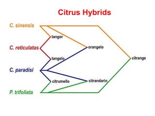 Citrus Hybrids
 