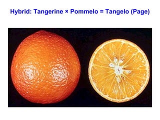 Hybrid: Tangerine × Pommelo = Tangelo (Page)
 
