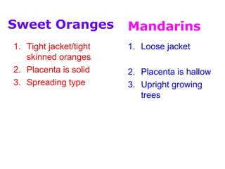 1. Tight jacket/tight
skinned oranges
2. Placenta is solid
3. Spreading type
1. Loose jacket
2. Placenta is hallow
3. Upright growing
trees
Sweet Oranges Mandarins
 