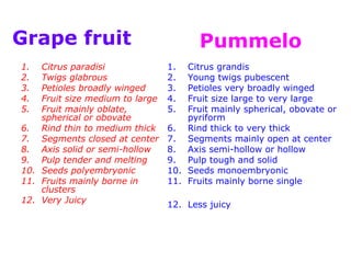 1. Citrus paradisi
2. Twigs glabrous
3. Petioles broadly winged
4. Fruit size medium to large
5. Fruit mainly oblate,
spherical or obovate
6. Rind thin to medium thick
7. Segments closed at center
8. Axis solid or semi-hollow
9. Pulp tender and melting
10. Seeds polyembryonic
11. Fruits mainly borne in
clusters
12. Very Juicy
1. Citrus grandis
2. Young twigs pubescent
3. Petioles very broadly winged
4. Fruit size large to very large
5. Fruit mainly spherical, obovate or
pyriform
6. Rind thick to very thick
7. Segments mainly open at center
8. Axis semi-hollow or hollow
9. Pulp tough and solid
10. Seeds monoembryonic
11. Fruits mainly borne single
12. Less juicy
Grape fruit Pummelo
 