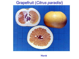 Grapefruit (Citrus paradisi)
Marsh
 