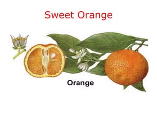 Sweet Orange
 