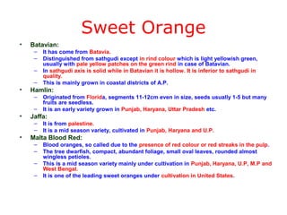 Sweet Orange
• Batavian:
– It has come from Batavia.
– Distinguished from sathgudi except in rind colour which is light yellowish green,
usually with pale yellow patches on the green rind in case of Batavian.
– In sathgudi axis is solid while in Batavian it is hollow. It is inferior to sathgudi in
quality.
– This is mainly grown in coastal districts of A.P.
• Hamlin:
– Originated from Florida, segments 11-12cm even in size, seeds usually 1-5 but many
fruits are seedless.
– It is an early variety grown in Punjab, Haryana, Uttar Pradesh etc.
• Jaffa:
– It is from palestine.
– It is a mid season variety, cultivated in Punjab, Haryana and U.P.
• Malta Blood Red:
– Blood oranges, so called due to the presence of red colour or red streaks in the pulp.
– The tree dwarfish, compact, abundant foliage, small oval leaves, rounded almost
wingless petioles.
– This is a mid season variety mainly under cultivation in Punjab, Haryana, U.P, M.P and
West Bengal.
– It is one of the leading sweet oranges under cultivation in United States.
 